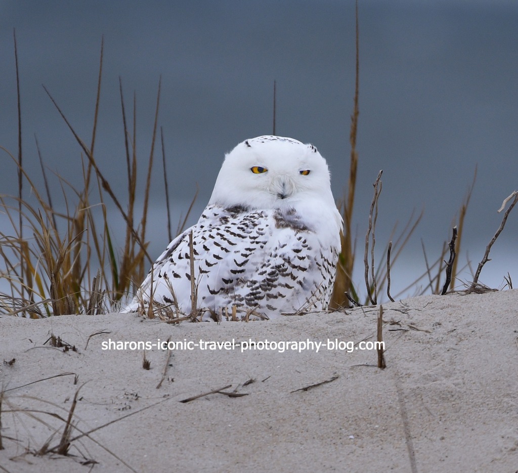 Snowy Owl – Sharon's Iconic Travel Photography Blog