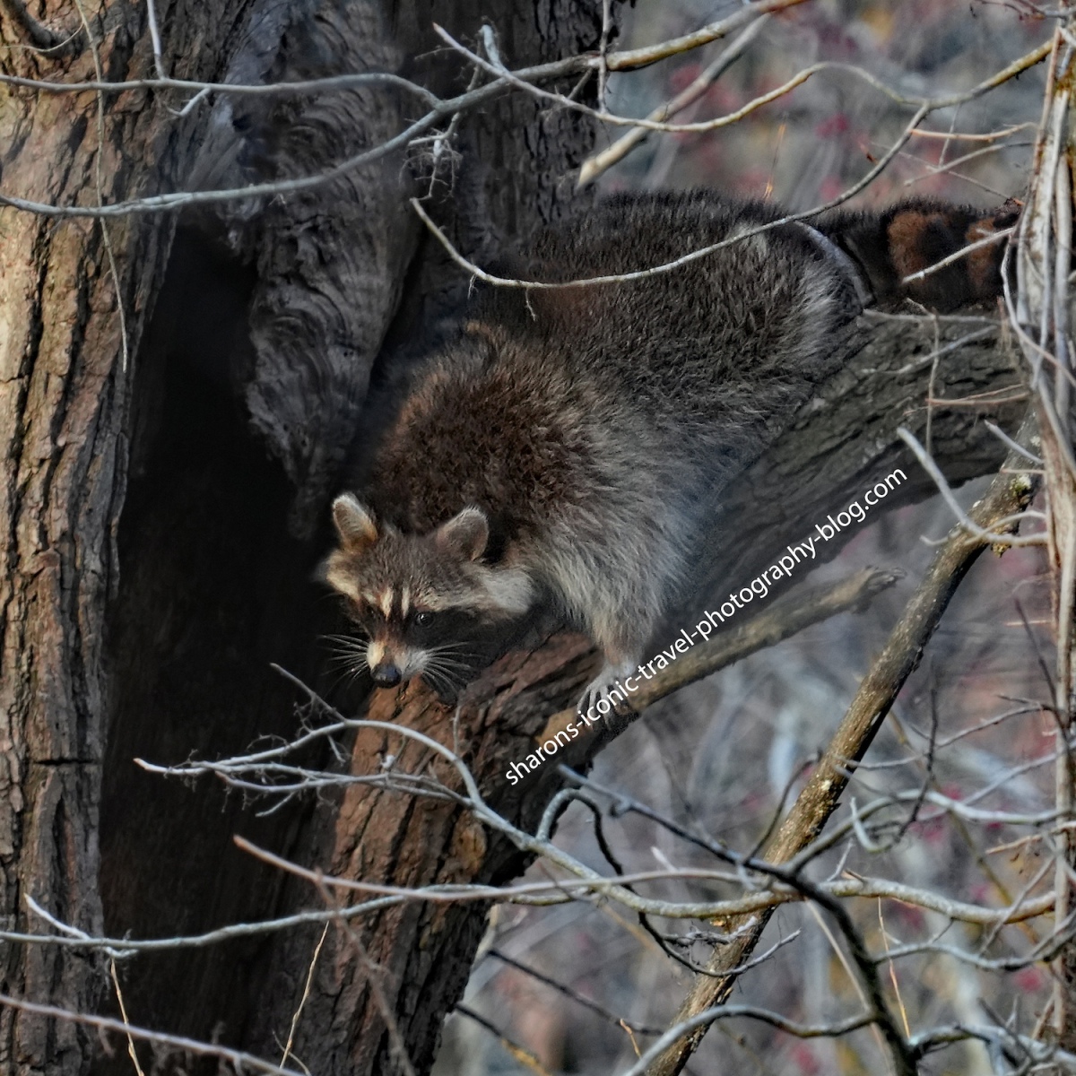 Raccoon in a Tree
