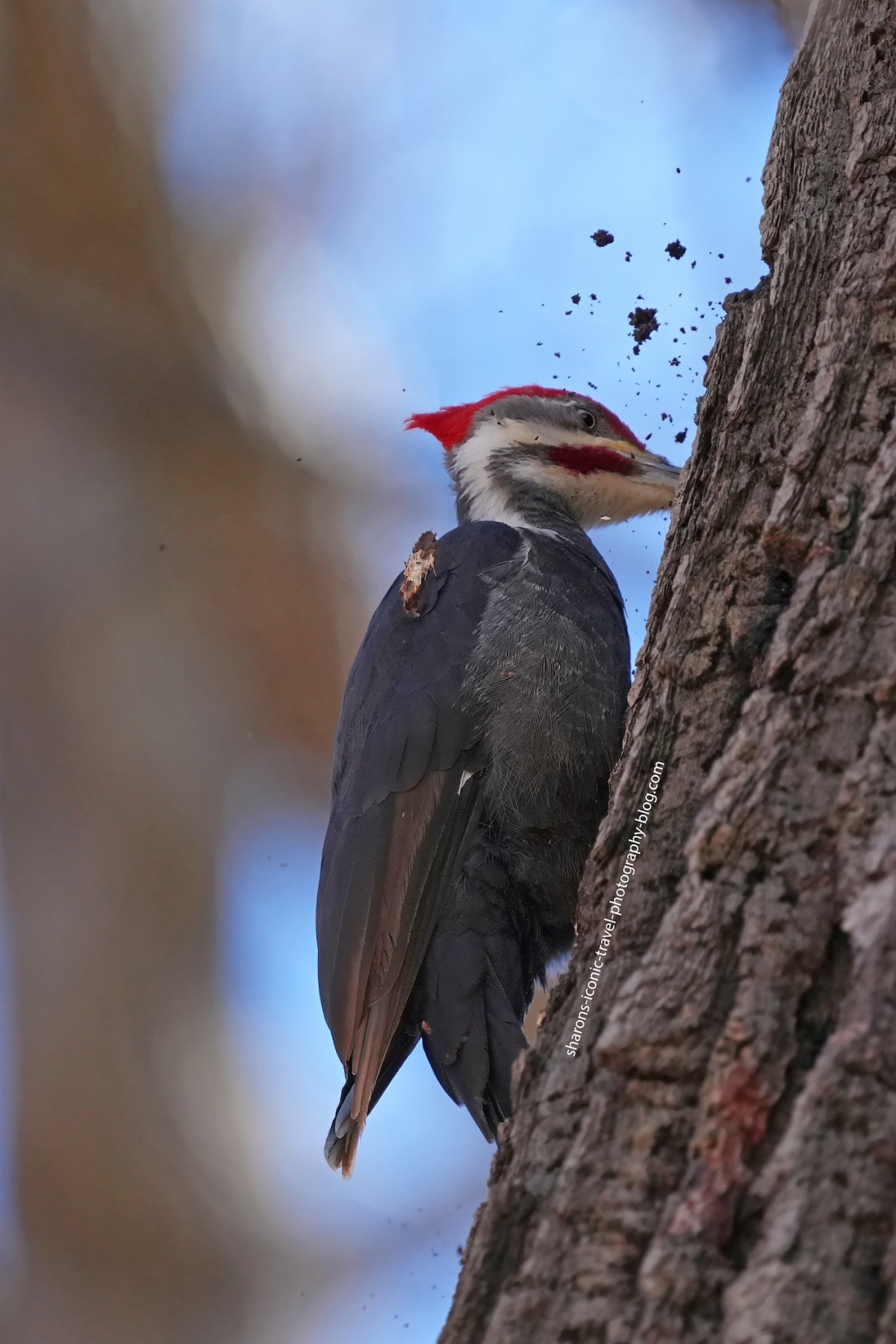 Pileated Woodpecker’s Destruction