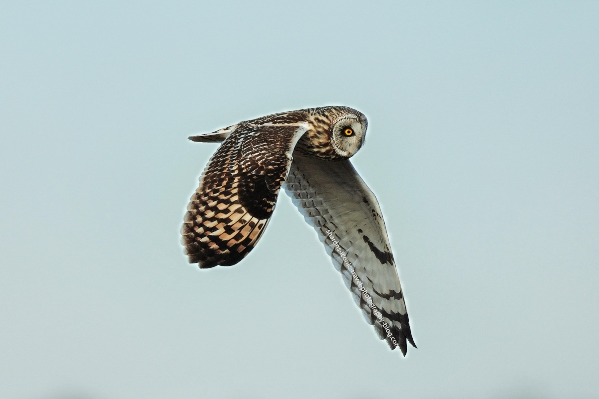 Short-Eared Owl in Flight 2