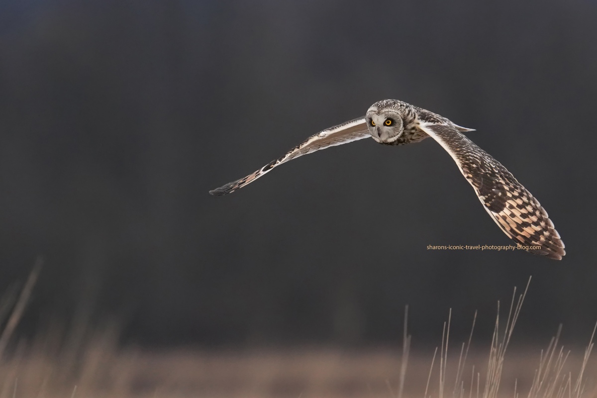 Short-Eared Owl Above the Grass