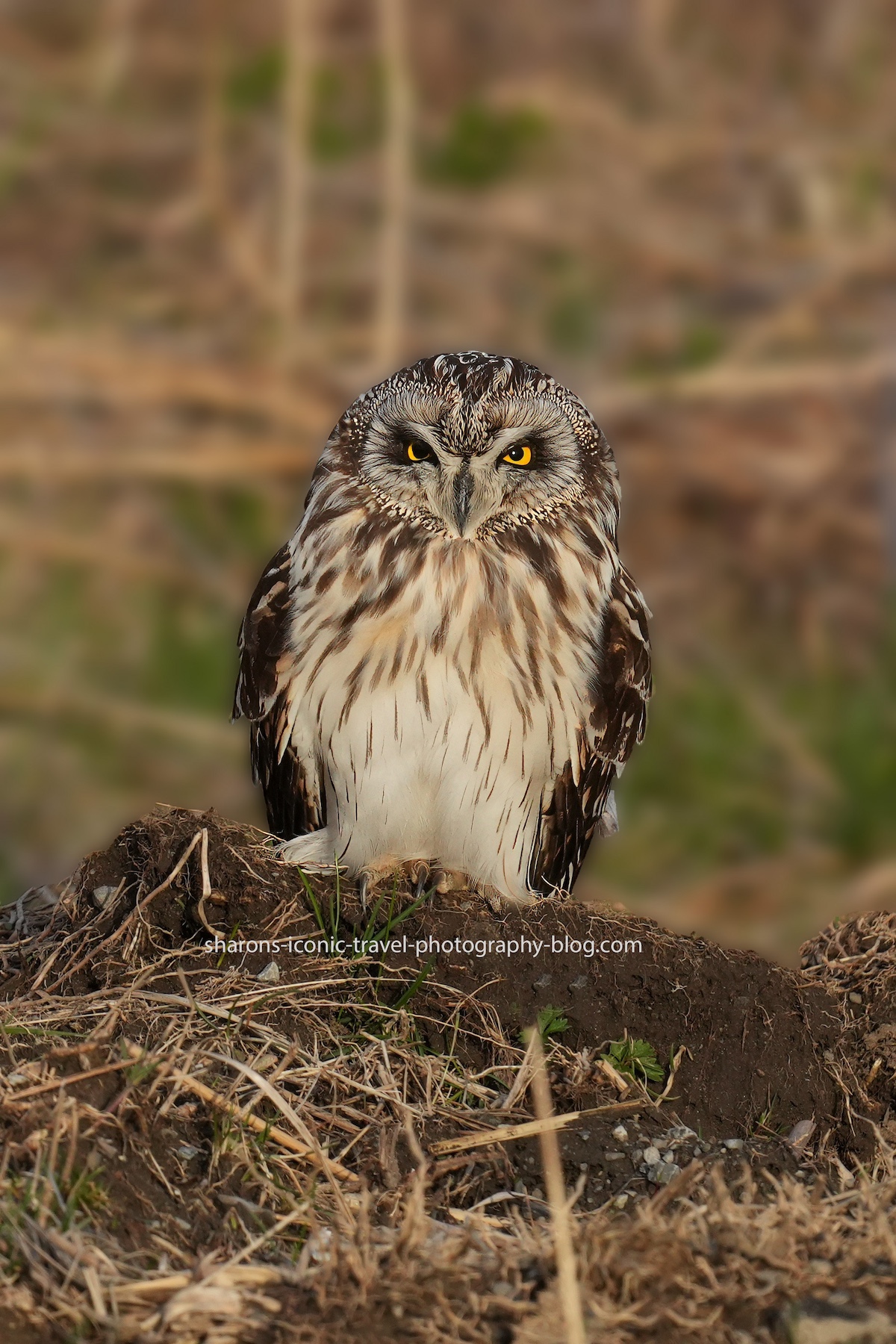 Short-Eared Owl on the Ground