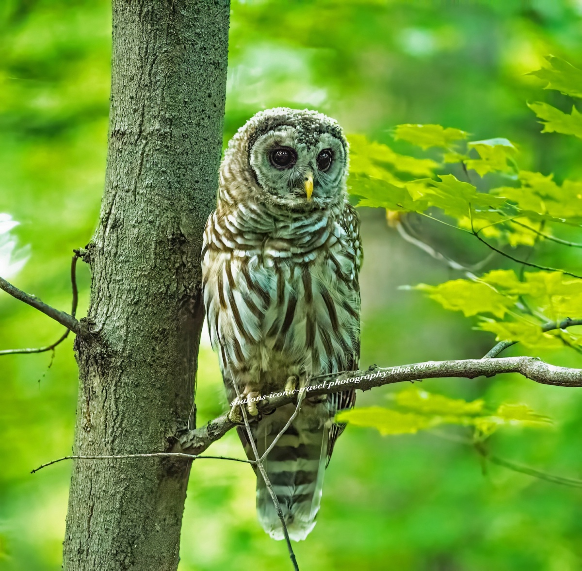 Barred Owl 2020